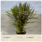 Eustralis stellata