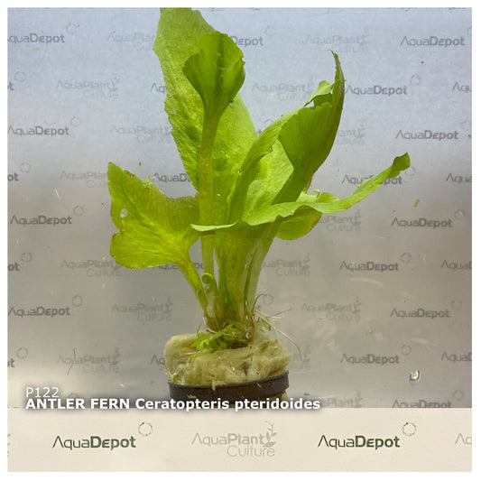 Ceratopteris pteridoides antler fern