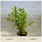 Hygrophila polysperma