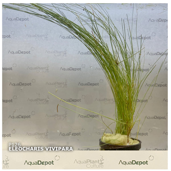 Eleocharis vivipara umbrella hair grass
