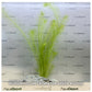 Myriophyllum crispatum  Green Milfoil