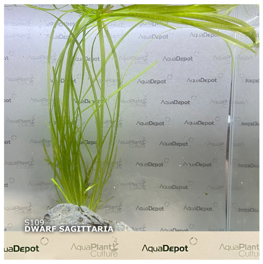 Sagittaria subulata