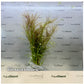 Eustralis stellata