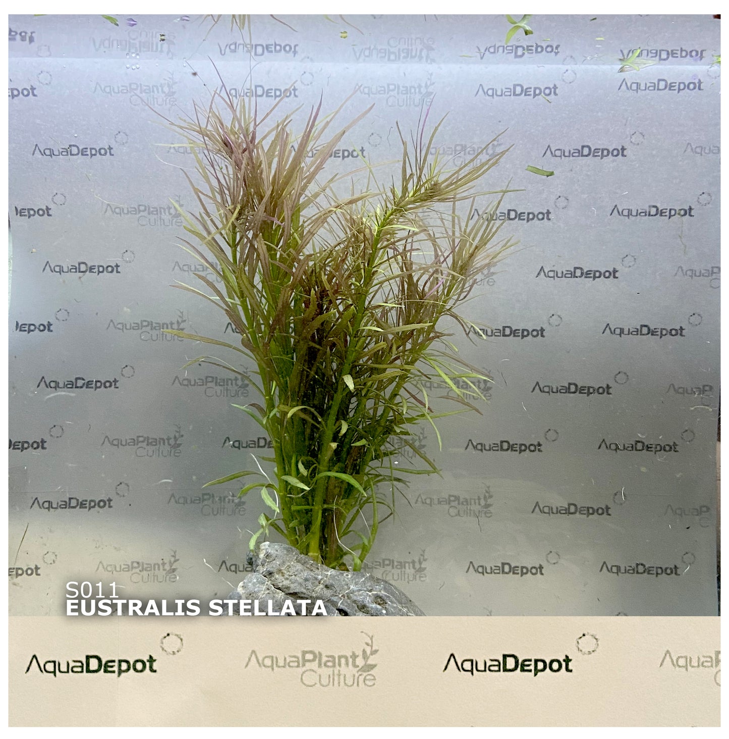 Eustralis stellata