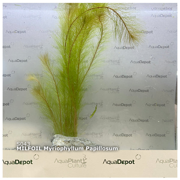 Myriophyllum papillosum (Milfoil) red
