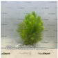 Ceratophyllum demersum (Foxtail)