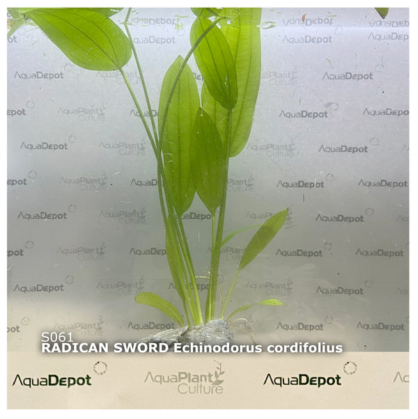 Echinodorus cordifolius Radican Sword