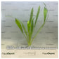 Echinodorus horemanii Green Horemanii