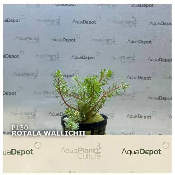 Rotala wallichii