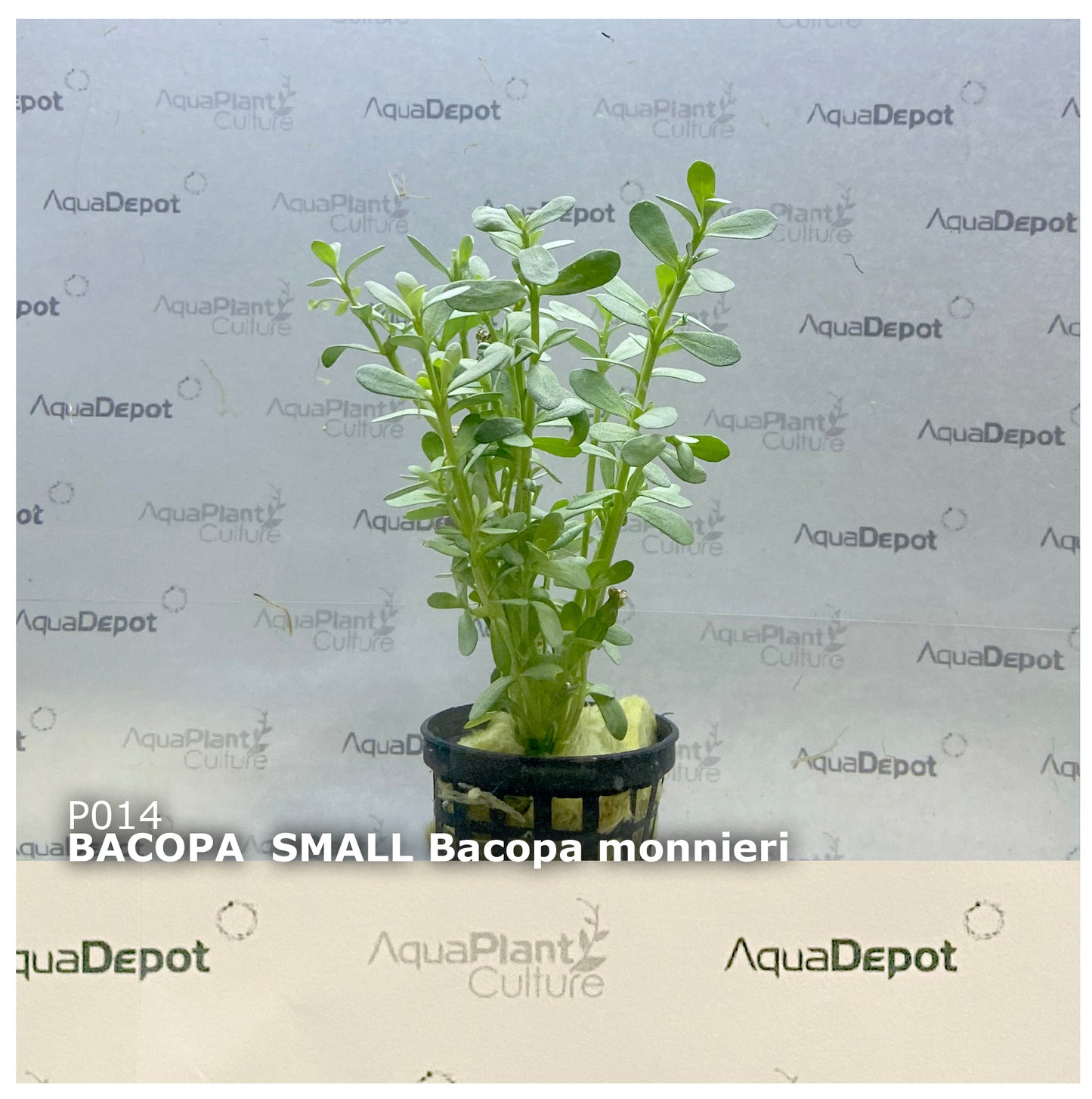 Bacopa monnieri