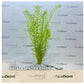 Rotala species green