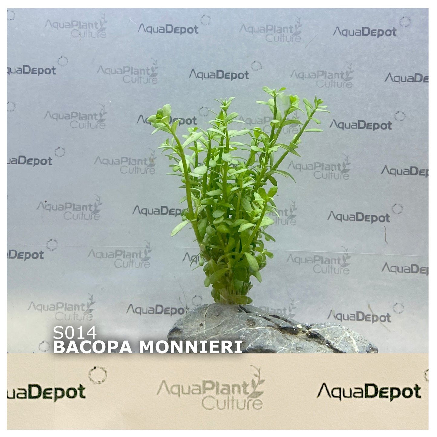 Bacopa monnieri