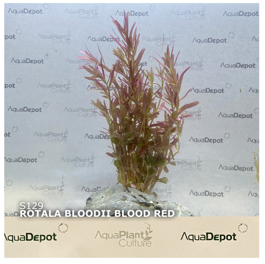 Rotala 'bloodii' Blood Red