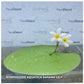 Nymphoides aquatica (Banana Lily)