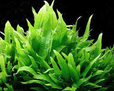 Microsorum pteropus Java Fern