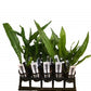 Microsorum pteropus Java Fern