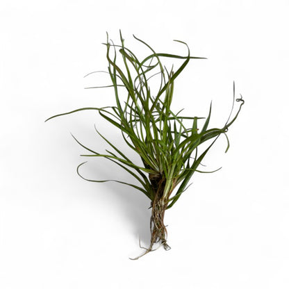 Juncus repens