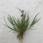 Juncus repens