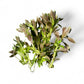 Limnophila aromatica "Kalmantan mini"