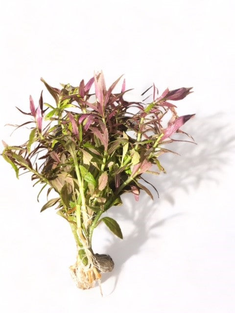 Limnophila aromatica "Kalmantan mini"