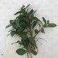 Ludwigia natans