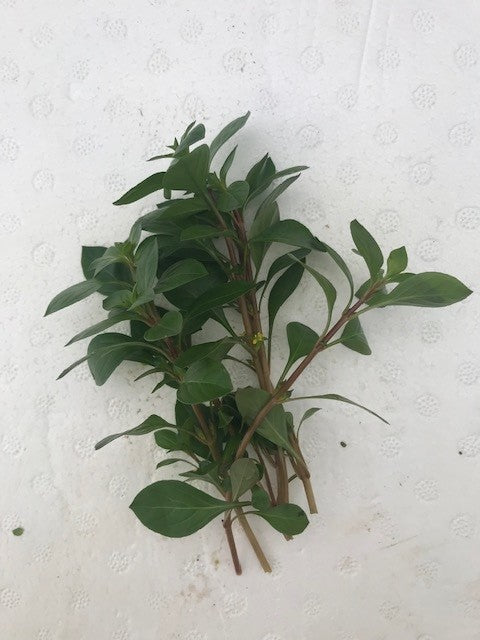 Ludwigia natans