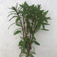 Ludwigia Pantanal Var verticillata