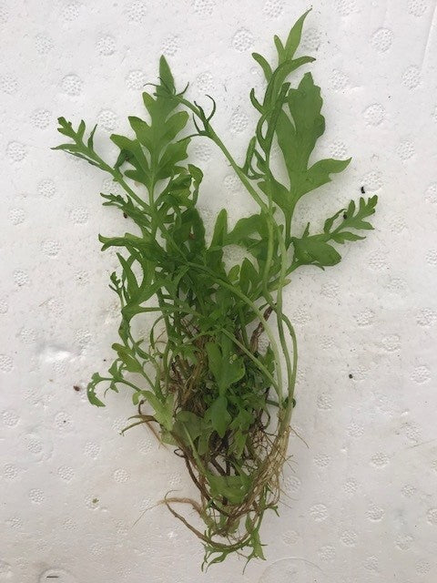 Ceratopteris cornuta Sprite Course