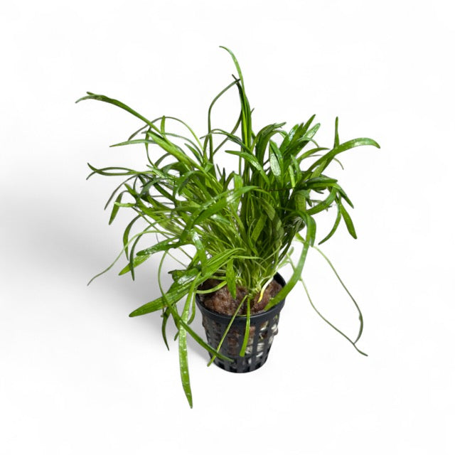 Lilaeopsis novaezlandiae (Micro Sword)