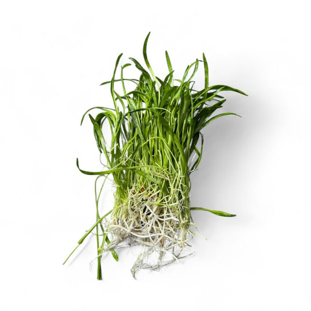 Lilaeopsis novaezlandiae (Micro Sword)