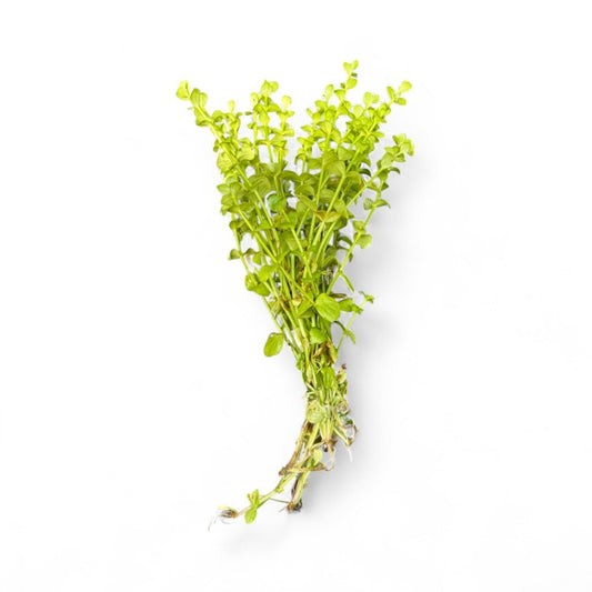 Lindernia rotundifolia