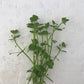 Lindernia rotundifolia