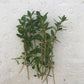 Ludwigia arcuata