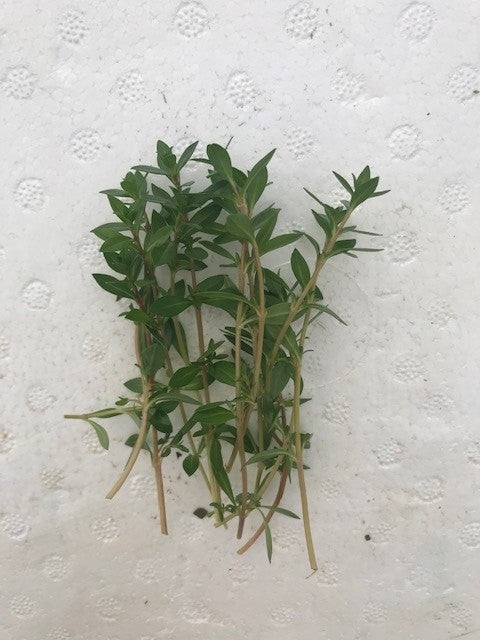 Ludwigia arcuata