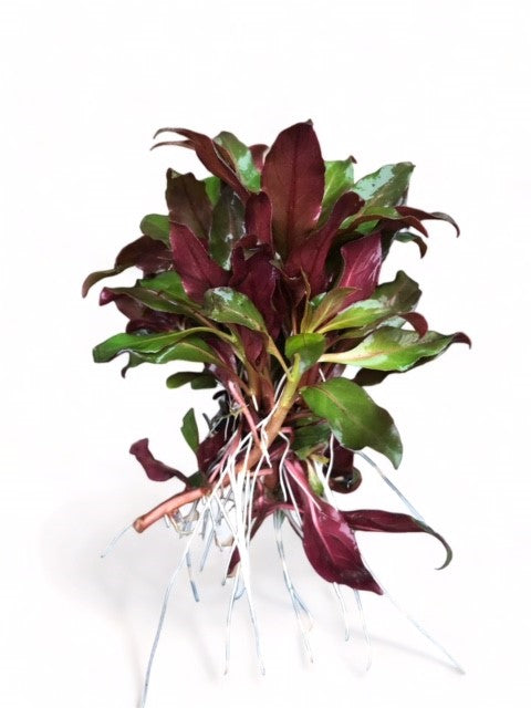 Ludwigia glandulosa