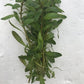 Ludwigia inclinata