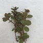 Ludwigia ovalis