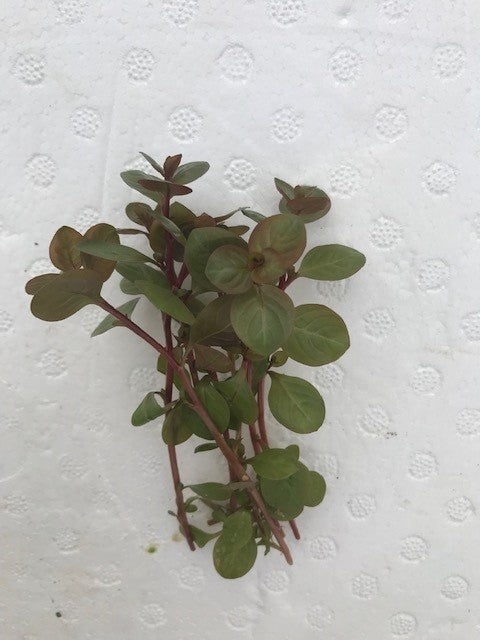 Ludwigia ovalis