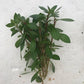 Ludwigia repens