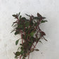 Ludwigia palustris "super mini red"