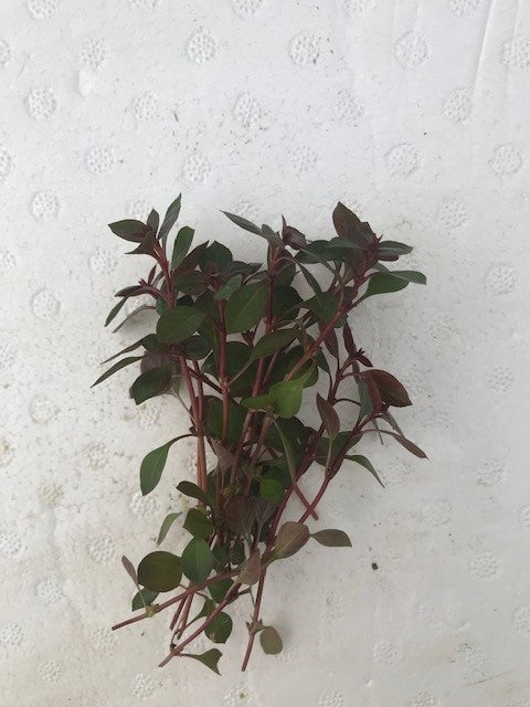 Ludwigia palustris "super mini red"
