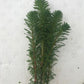 Myriophyllum sp. Roraimi Bronze Milfoil