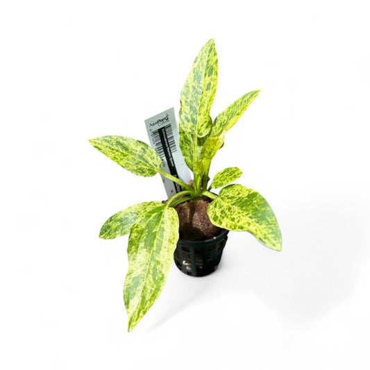 Echinodorus Marble Queen