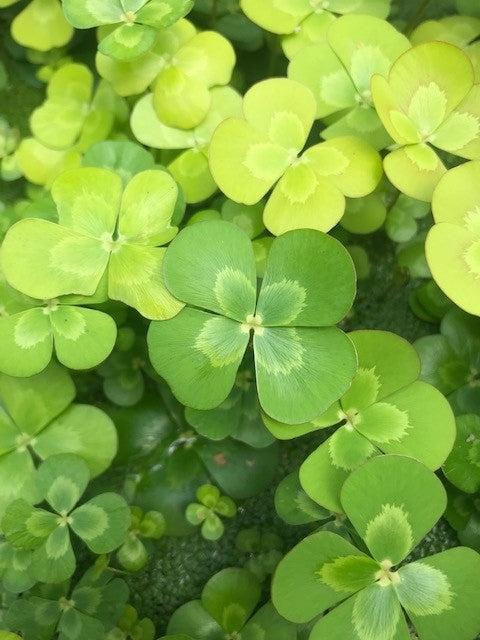 Marsilea drummondii