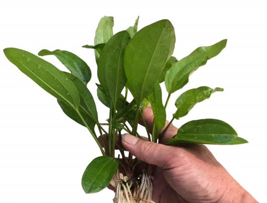 Echinodorus Melon Sword medium