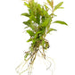 Mermaid Weed Proserpinaca palustris
