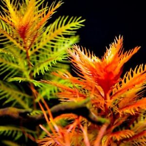 Mermaid Weed Proserpinaca palustris