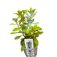 Mermaid Weed Proserpinaca palustris