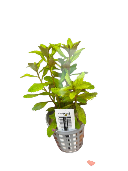 Mermaid Weed Proserpinaca palustris