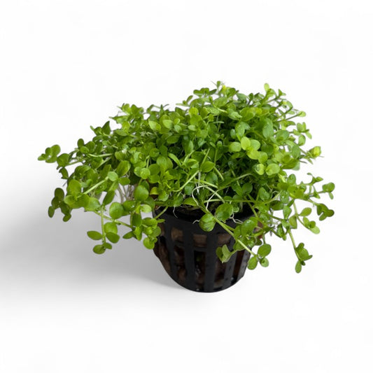 Micranthemum tweediei "Monte Carlo"